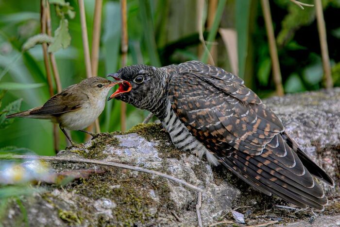 Птенец кукушки и его приёмная мать!
