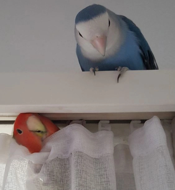 Играют в прятки