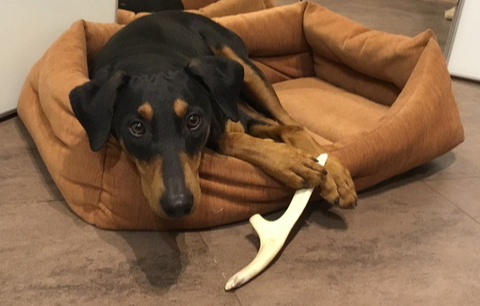 Все что осталось от лося...