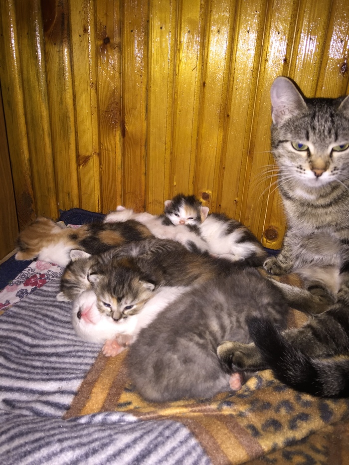 Тихий час в кошачьем семействе