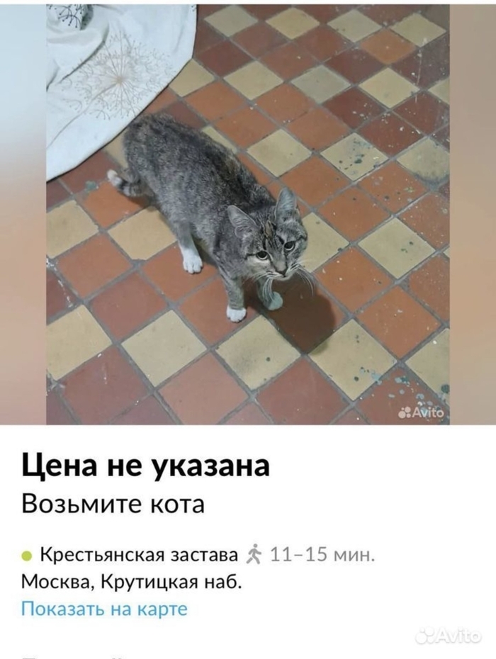 Вот такой ждут Помощь животным, Без рейтинга, Кот, Авито, В добрые руки, Дружба, Москва, Семья, Котята, Видео, Вертикальное видео, Длиннопост