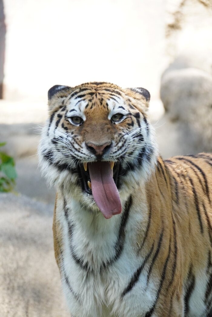 Таким язычком да сметанки хлебнуть :3