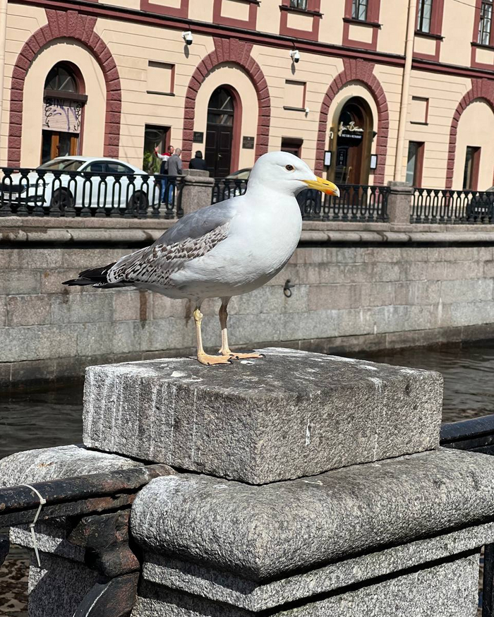 ����� ���������