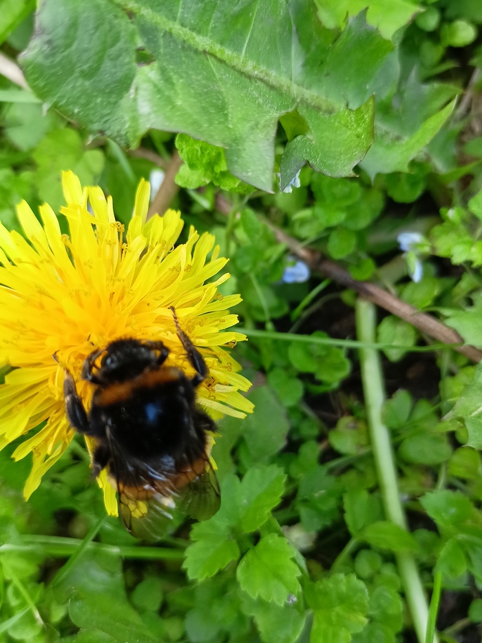 Просто шмель) | Пикабу