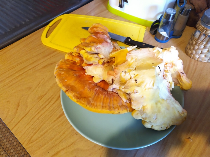 Помогите с определением гриба | Пикабу