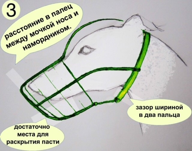 Беговой намордник: виды и как подобрать для своего грейхаунда | Пикабу