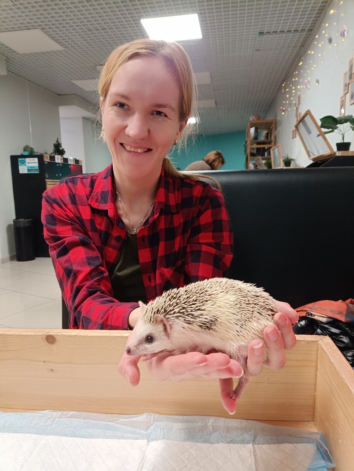 Ежиное кафе | Пикабу