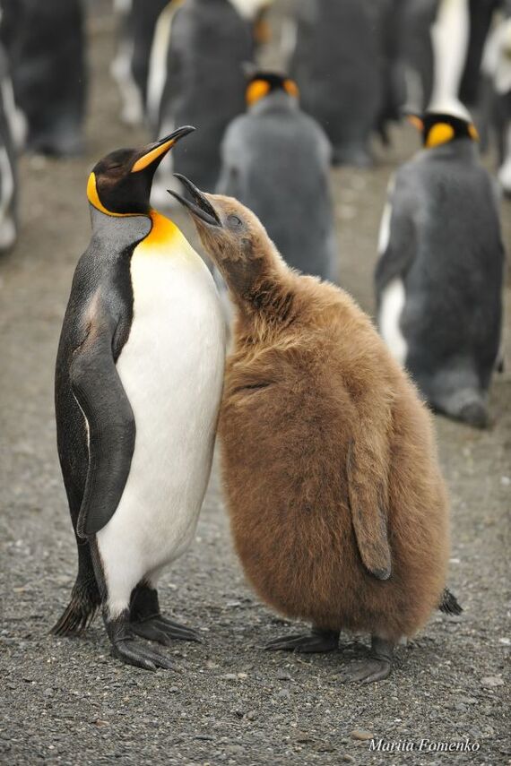 Бать! Есть чё пожрать?