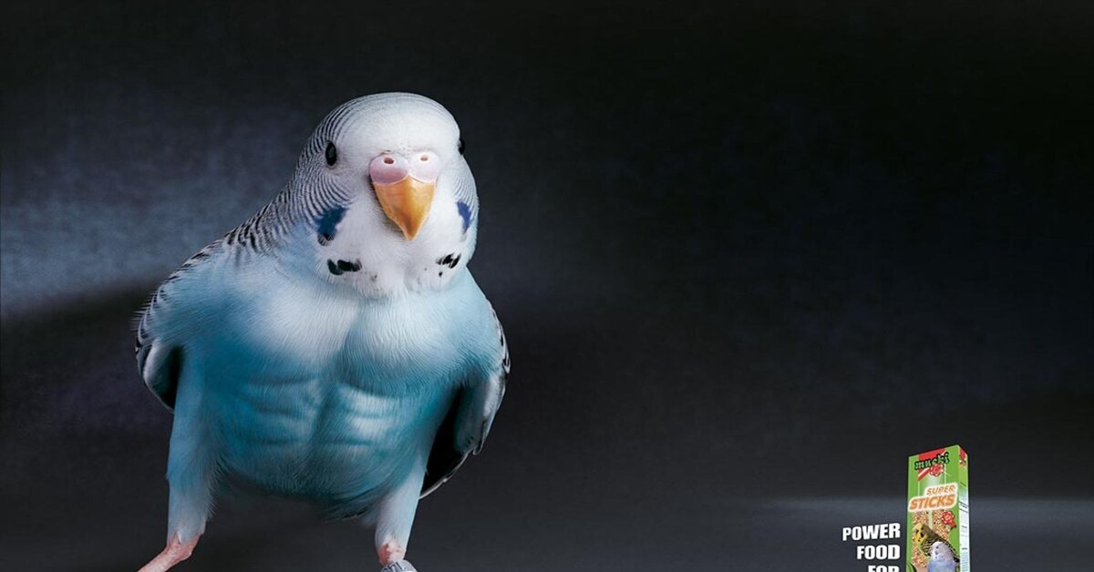 Волнистые Попугаи Приколы фото 3