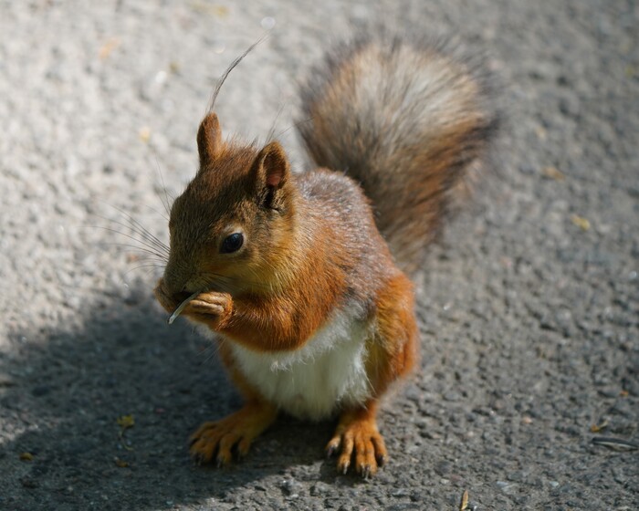 Белки ЦПКиО, май'23 | Пикабу