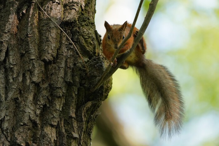 Белки ЦПКиО, май'23 | Пикабу