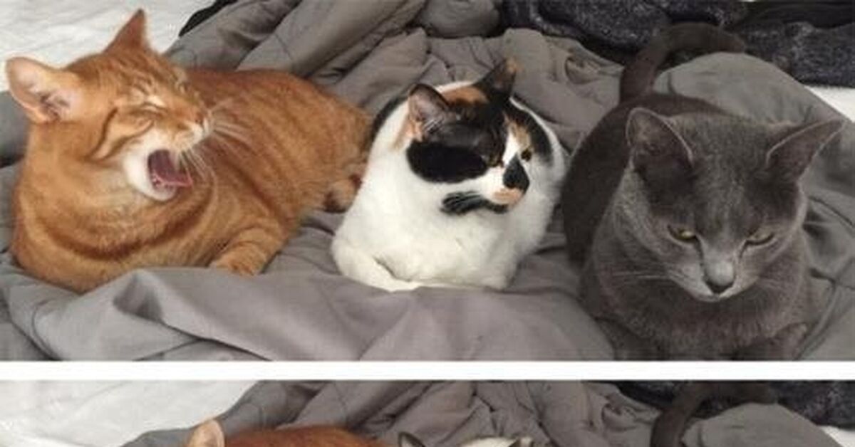 алиса покажи мне с котиками. котики с надписями. кошки. алиса котиков котиков котиков. кот хочет в туалет.