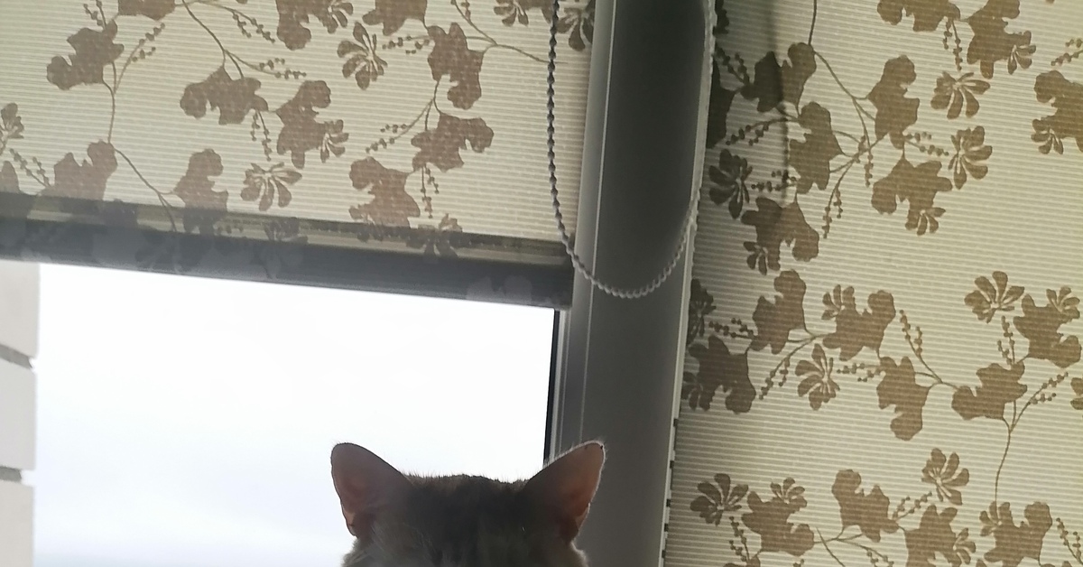 Питание кота | Пикабу