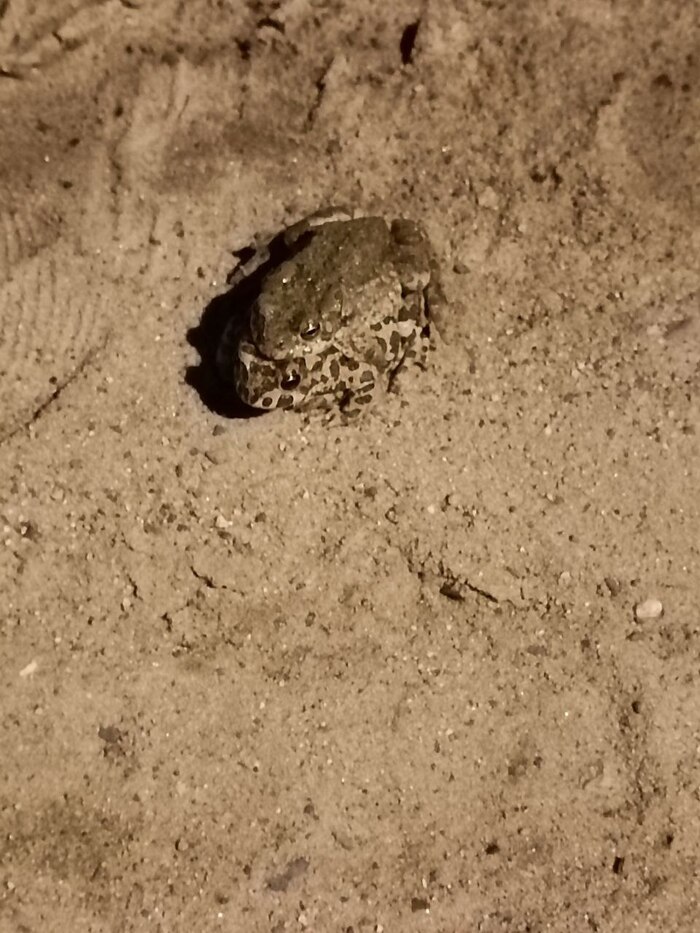 Со средой мои чуваки!