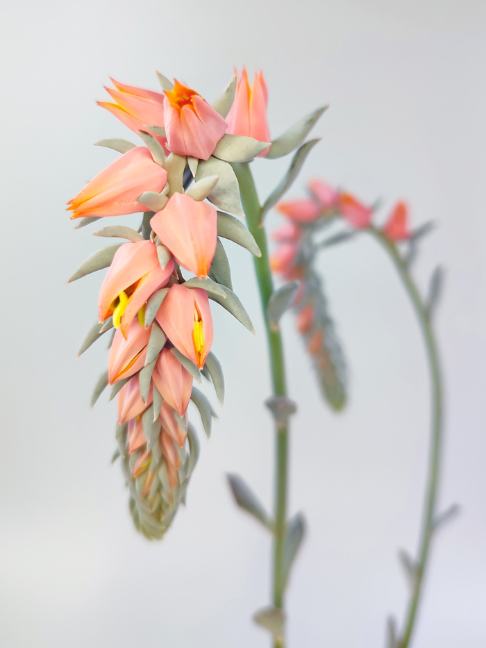    (Echeveria Shaviana) , , ,  , , ,  , 