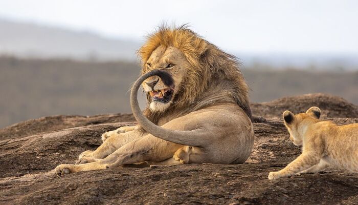 Не отвлекай!