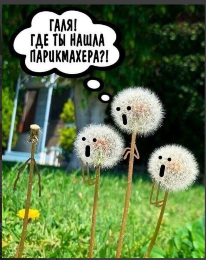 Прическа | Пикабу