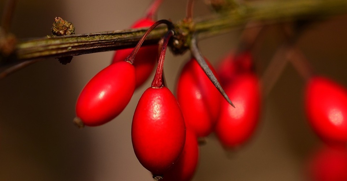 Barberries. Барбарис обыкновенный ягоды. Барбарис остролистный. Барбарис растение с ягодами. Барбарис куст с ягодами.