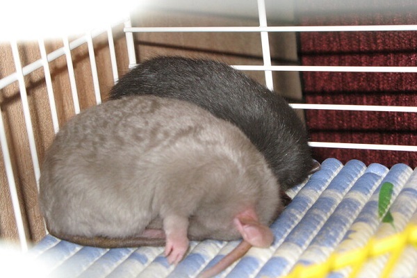 ,   