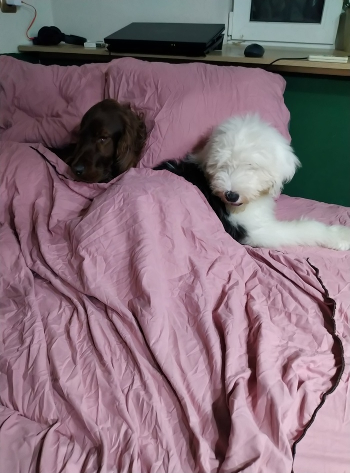 Когда дома две собаки...