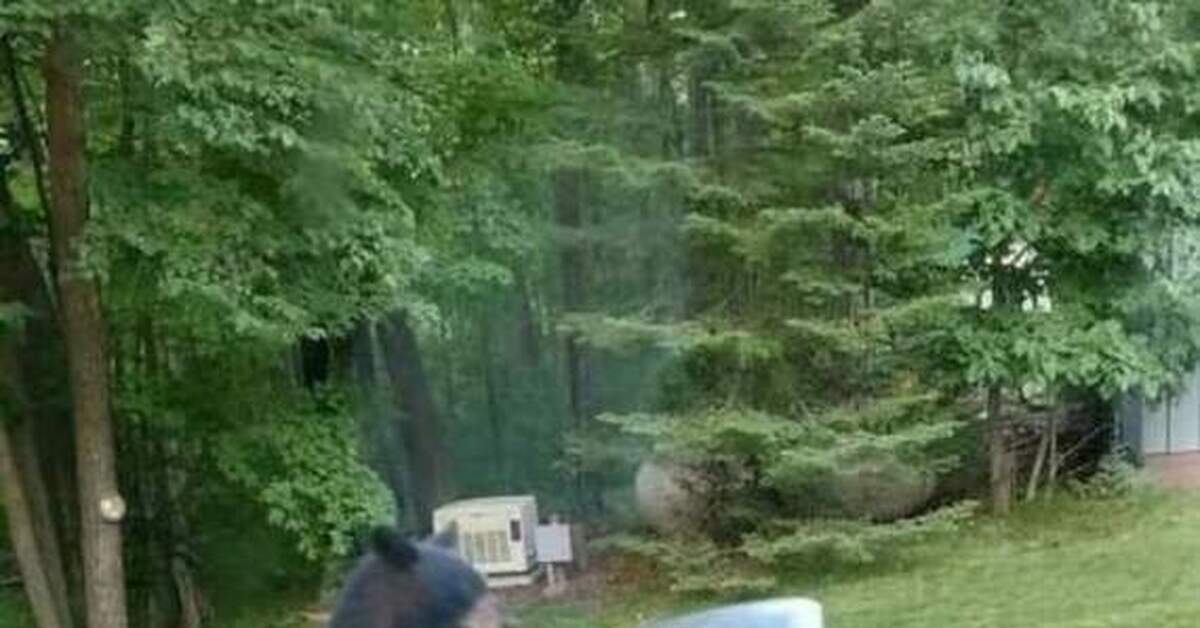 Поваров как ветром сдуло | Пикабу