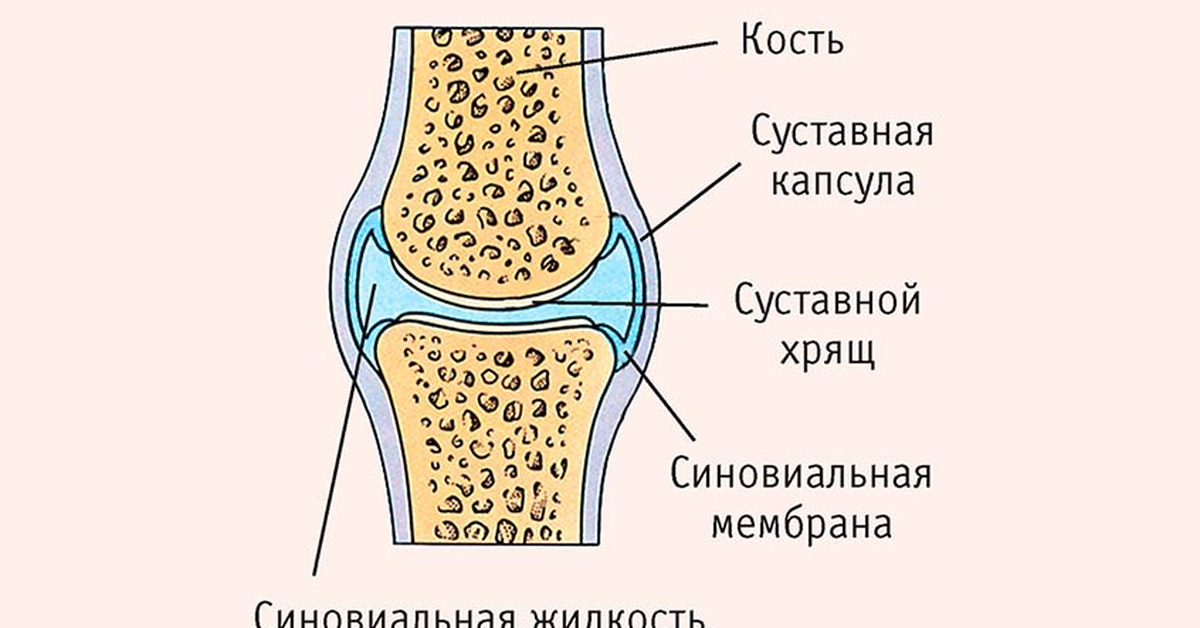 Виды костей строение суставов. Соединение костей коленного сустава. Соединение костей суставы анатомия. Прерывные соединения костей суставы строение. Строение сустава анатомия кратко.