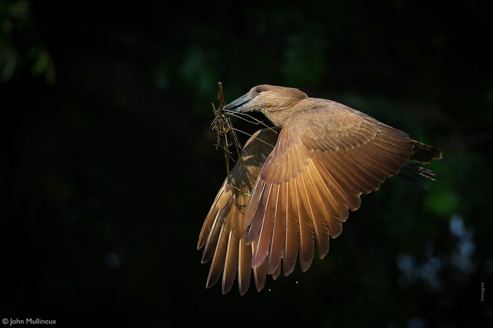 Молотоглав несёт веточку для строительства гнезда