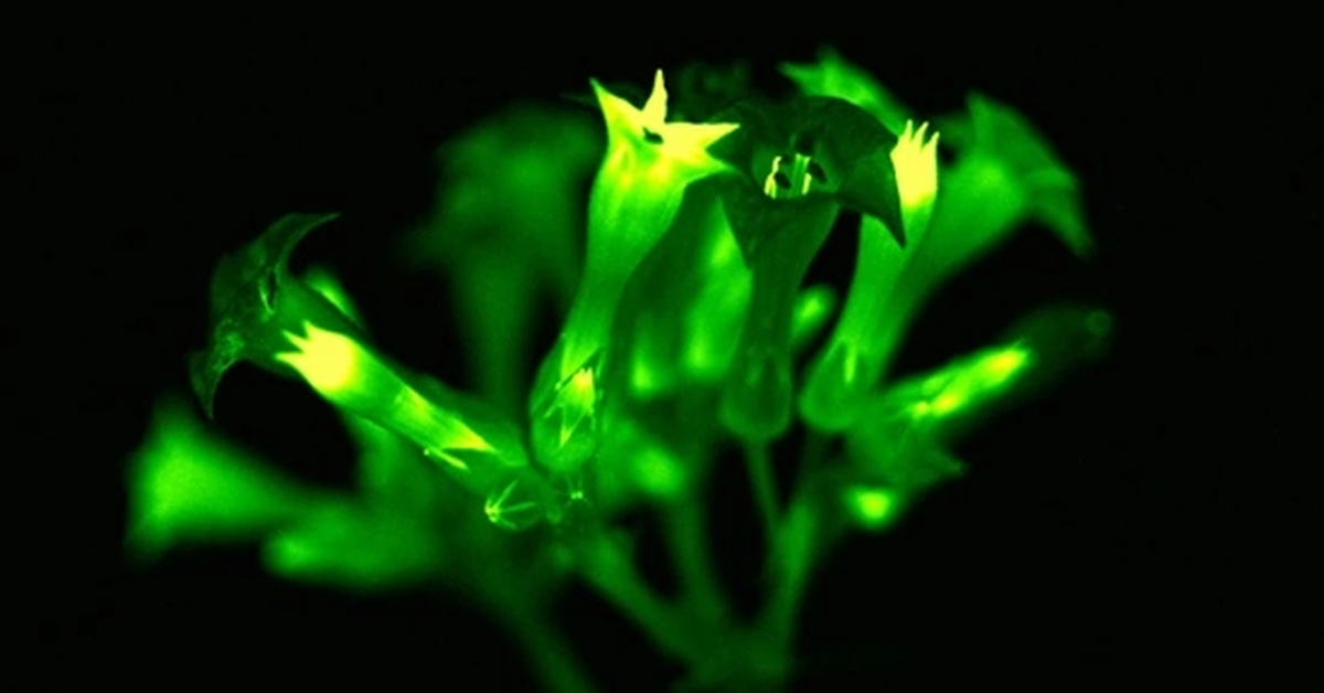 Выращивание растений в темноте. Выращивание растений в темноте. Светящиеся цветы. Растение которое светится в темноте. Растения которые светятся в темноте.