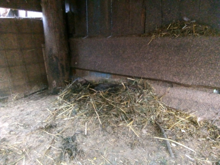 Злая боевая уточка