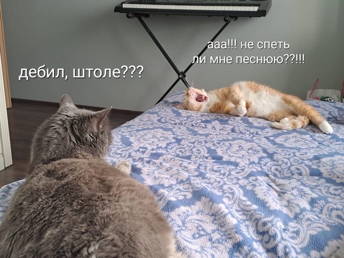 А вы слыхали, как поют коты?