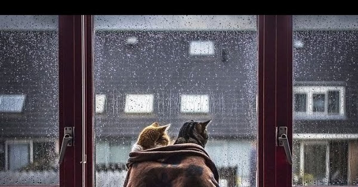 Кошачья любовь | Пикабу