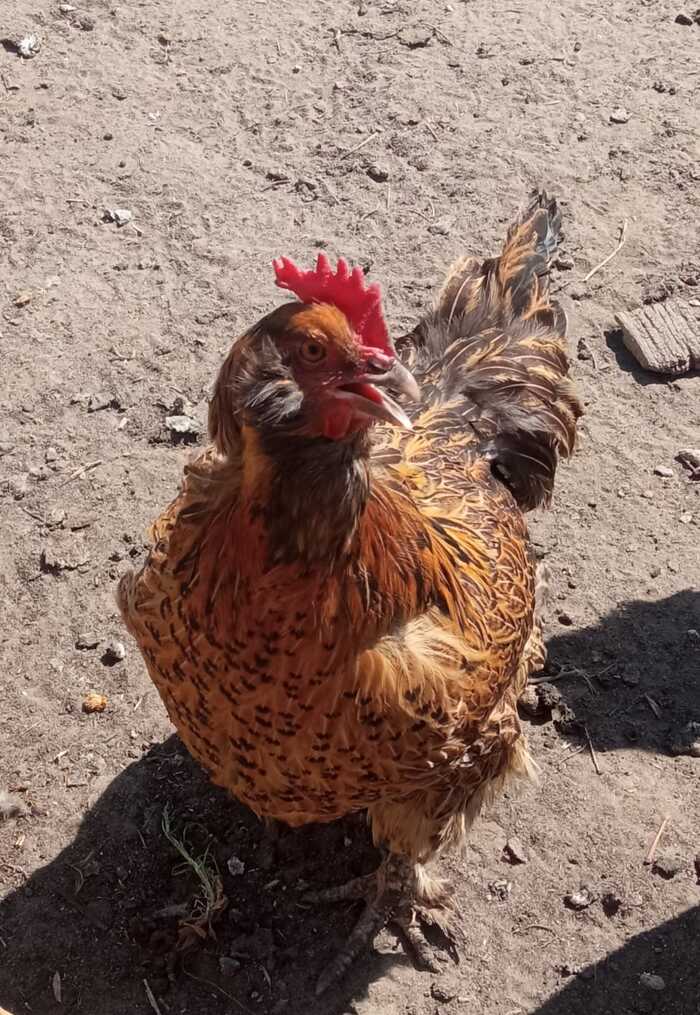   , ,  , 