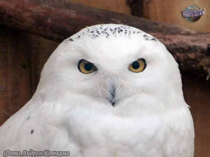 Белая сова: крылья над тундрой