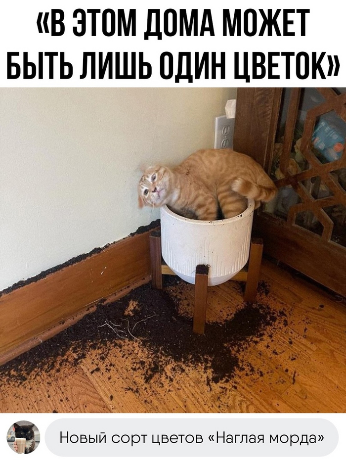  , ,   , 