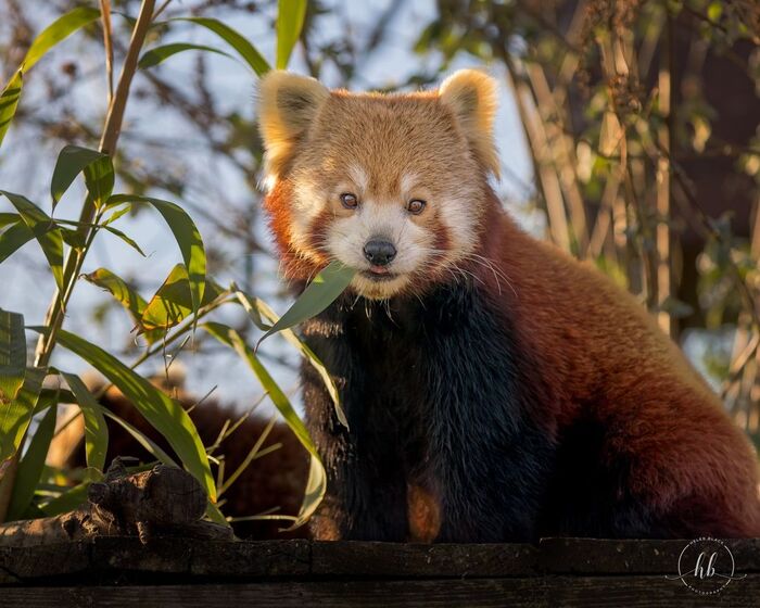 Вкусный листик Красная панда, Хищные животные, Дикие животные, Зоопарк, Фотография