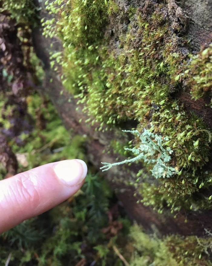 Вежливая лесная маленькость