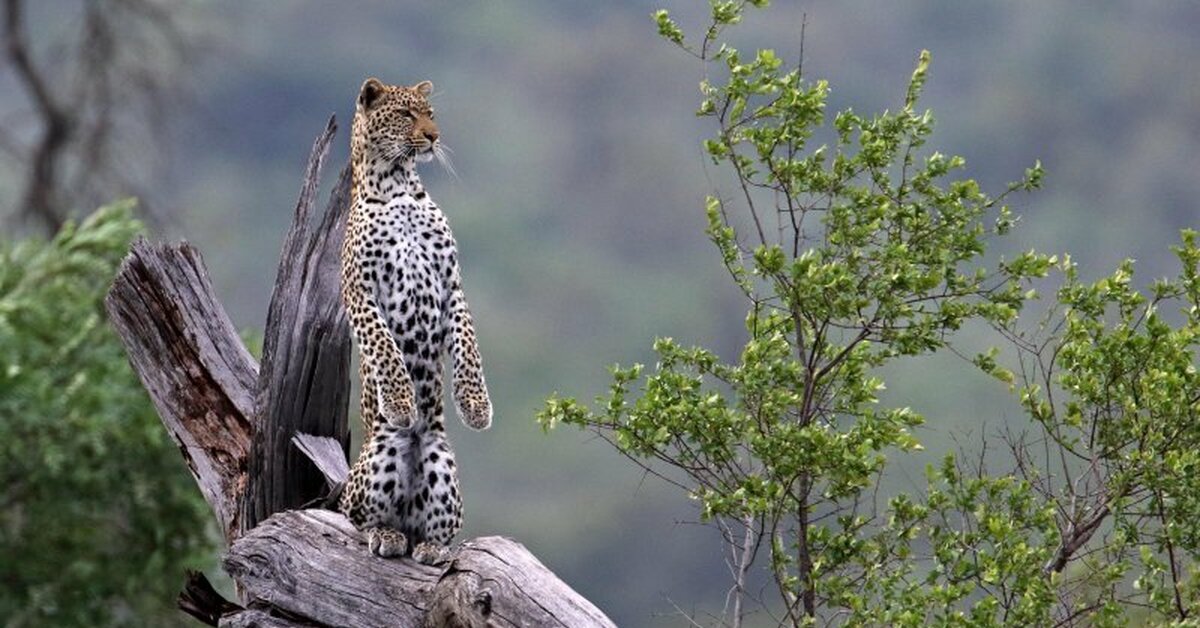 Дайте дикую природу. Национальный парк Крюгера. Dikoe jiwotnyye. Необычные Дикие животные. Необычные красивые животные.