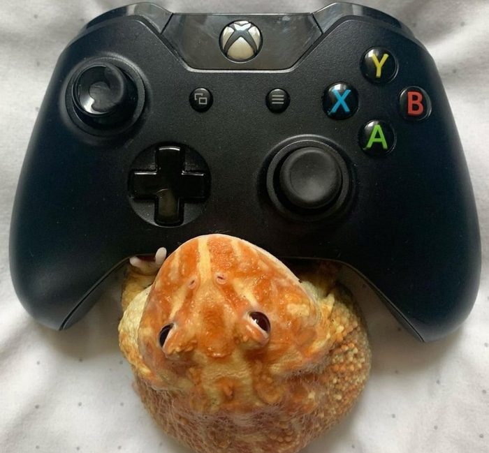      It Is Wednesday My Dudes, , , 