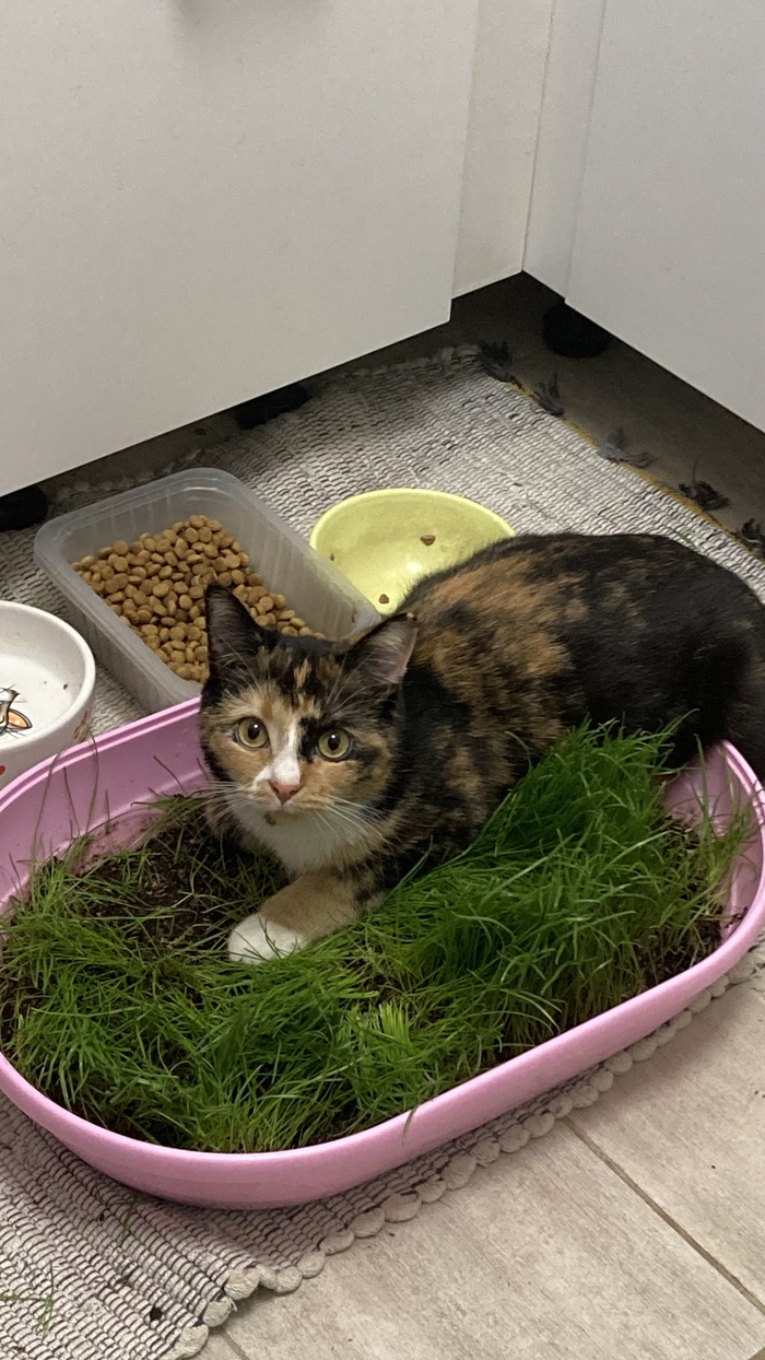 Своя поляна