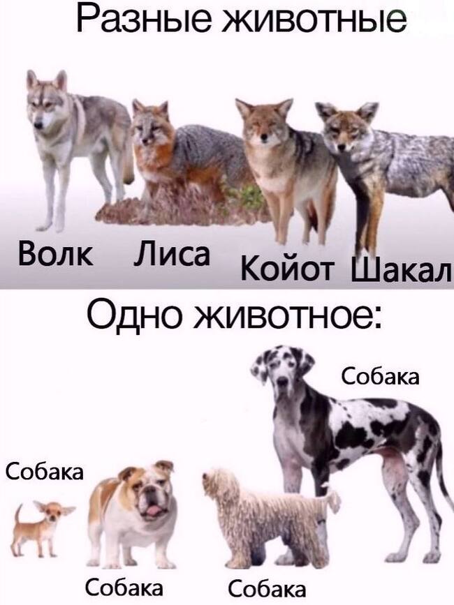 Собака Юмор, Картинка с текстом, Мемы, Животные, Собака, Волк, Лиса, Койот, Шакал