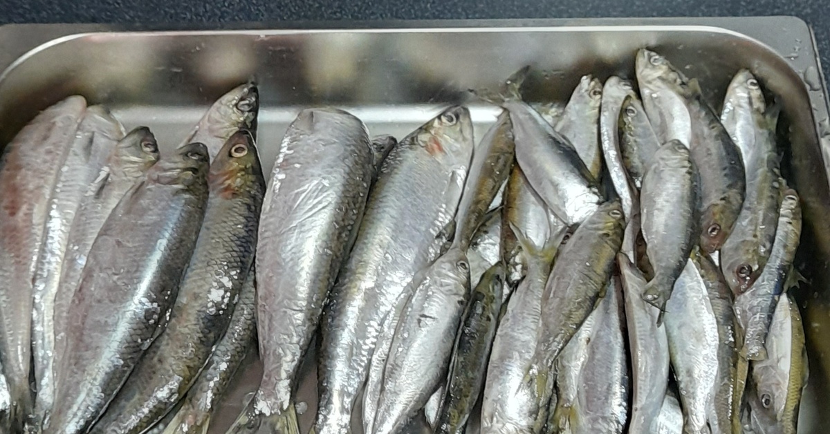 Сельдь донская консервированная | Пикабу