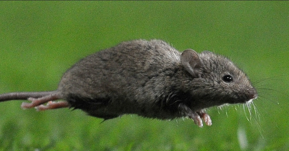 Наведи мышку. Мышка бежит. Мышь убегает. Крыса бежит. Мышь прыгает.