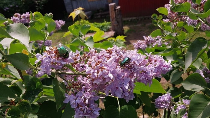 Июнь пришёл)))С летом Вас!