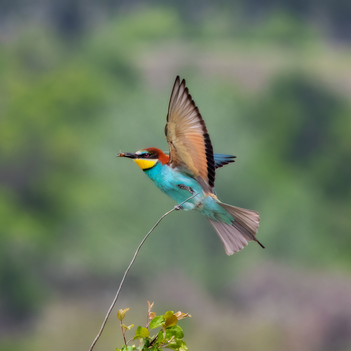 Золотистая щурка