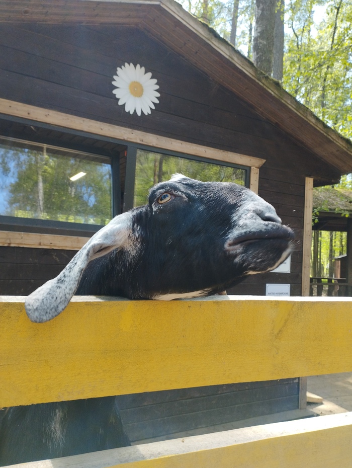 В Зеленогорске - красивые животные! | Пикабу