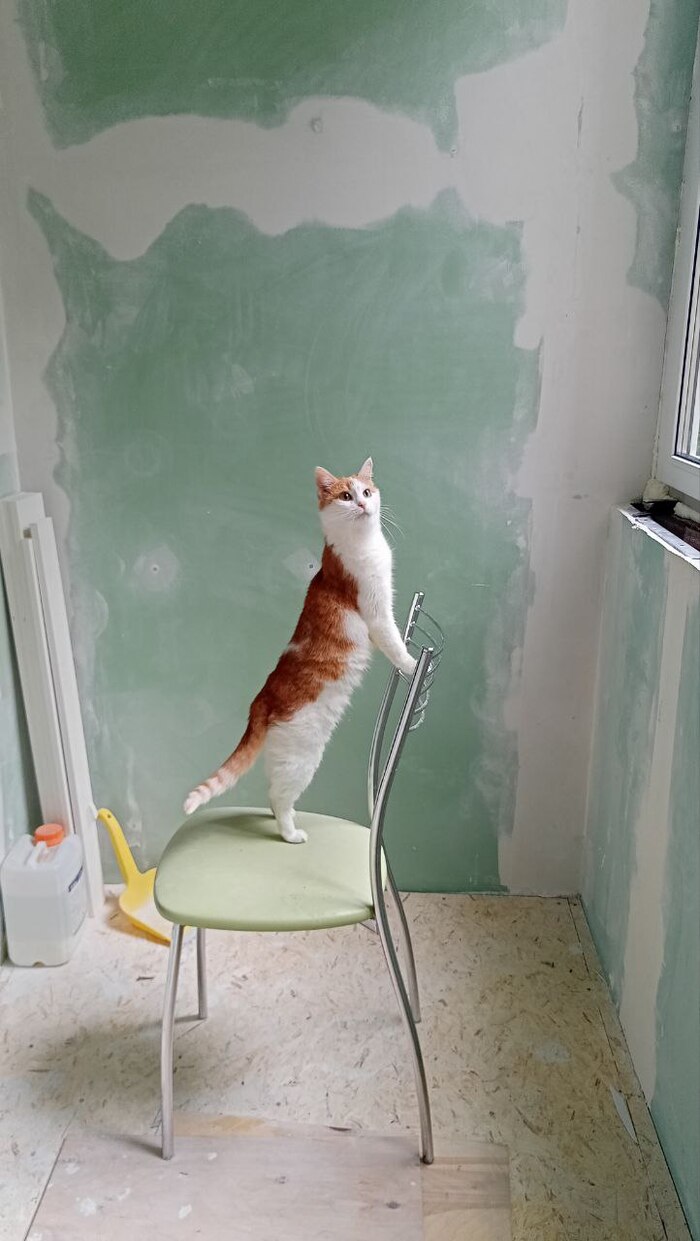 Главный прораб или эстетика ремонта | Пикабу