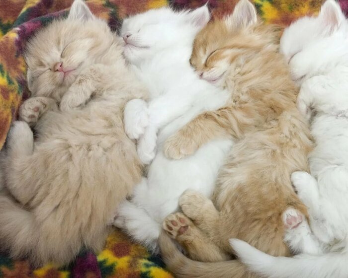 ������� ������ 4