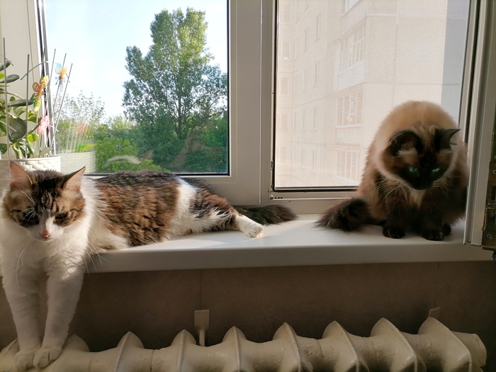 �����������-��� �������