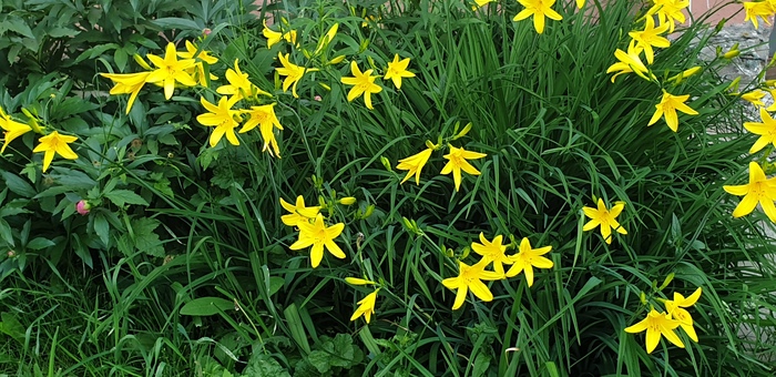 Желтые звёздочки лилий