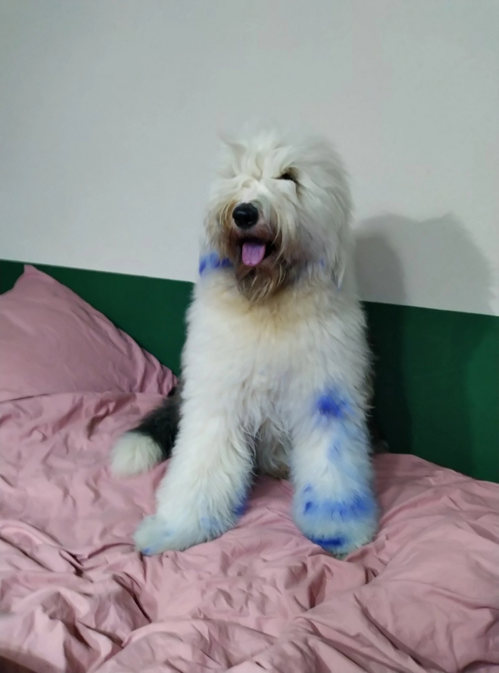 Бляццкий аватар, или когда собака немножко овца